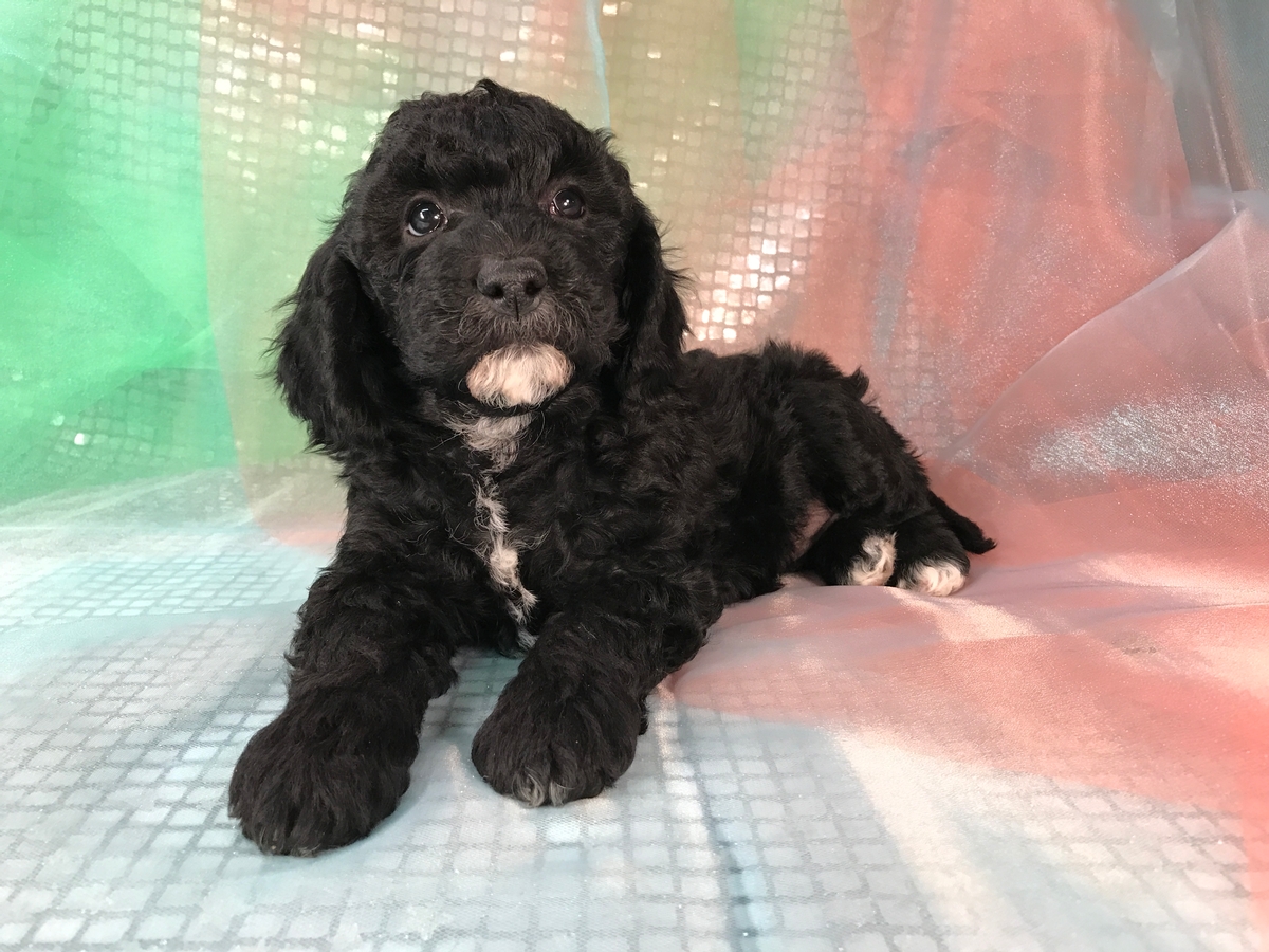 Black and White Female Miniature Gonldendoodle Puppy for Sale DOB 10-29-2017